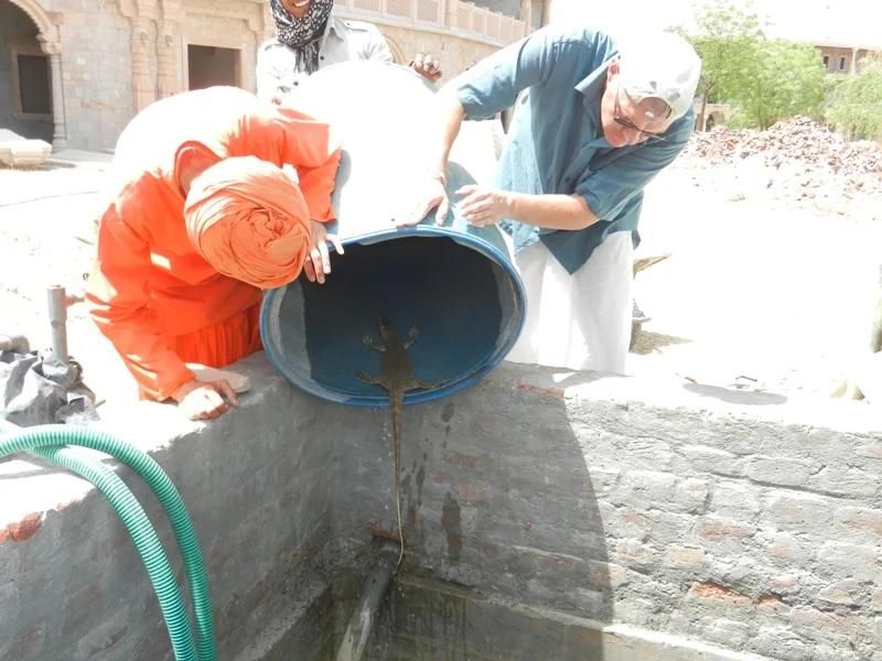 jimmy-the-lizard mainImage